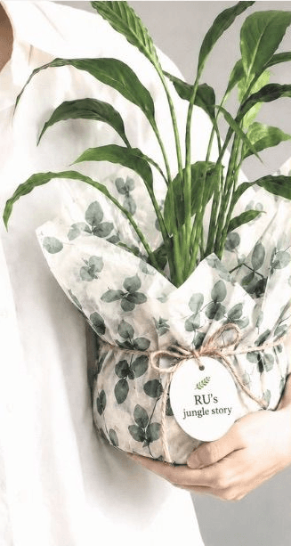 A planter wrapped in eucalyptus-print paper, tied with twine and tagged with a hand-written Ru's Jungle Story tag, held against a linen shirt
